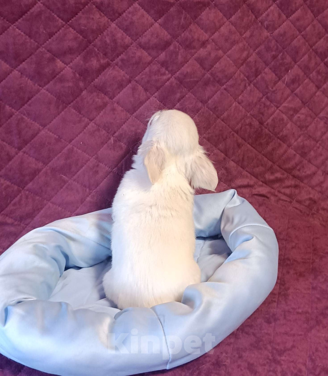 Собаки в Москве: Зефирчик Мальчик, 50 000 руб. - фото 4