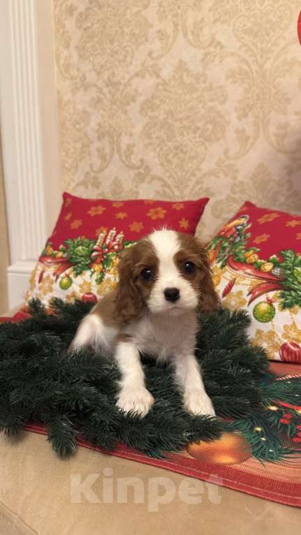 Собаки в Москве: Щенки кавалер-кинг-чарльз-спаниеля  Мальчик, 70 000 руб. - фото 2