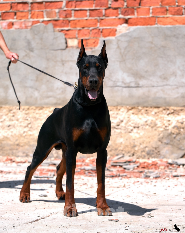 Собаки в Москве: Щенок добермана, девочка Девочка, 100 000 руб. - фото 5