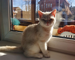 Кошки в Москве: Британские, Шотландские котята  Мальчик, 10 000 руб. - фото 2