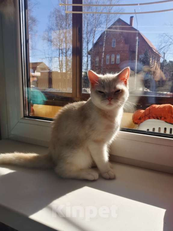 Кошки в Москве: Британские, Шотландские котята  Мальчик, 10 000 руб. - фото 2