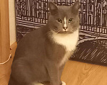 Кошки в Колпашево: Кот в добрые руки, Бесплатно - фото 1