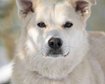 Собаки в Москве: Небольшая белая зефирка Ангелина в дар Девочка, Бесплатно - фото 4