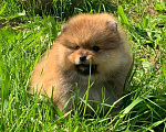 Собаки в Смоленске: Большой выбор щенков шпица Девочка, 20 000 руб. - фото 4
