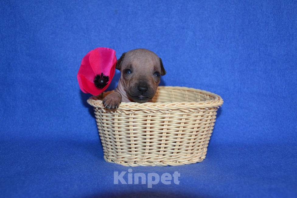 Собаки в Москве: Щенки американского голого терьера  Девочка, 45 000 руб. - фото 3