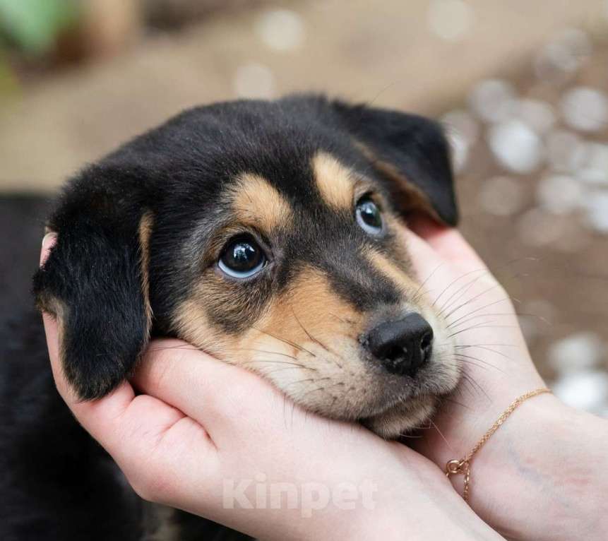 Собаки в Москве: Щеночек -девочка, маленькая малышка в дар Девочка, 1 руб. - фото 1