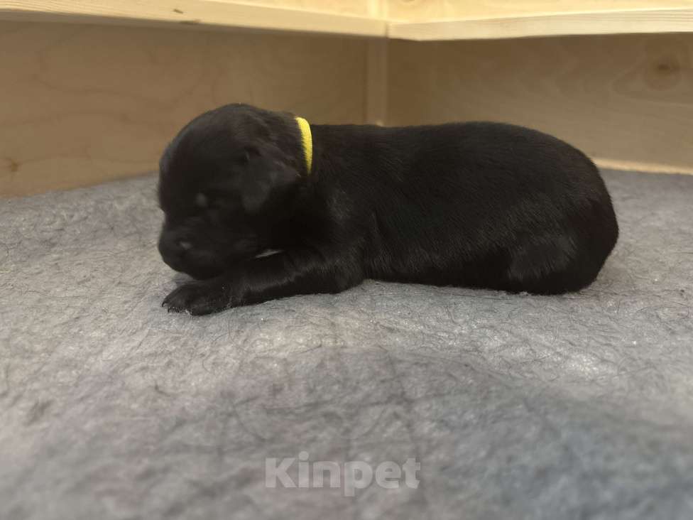 Собаки в Москве: Бронируем щенков прямошерстного ретривера флэт Девочка, 75 000 руб. - фото 4