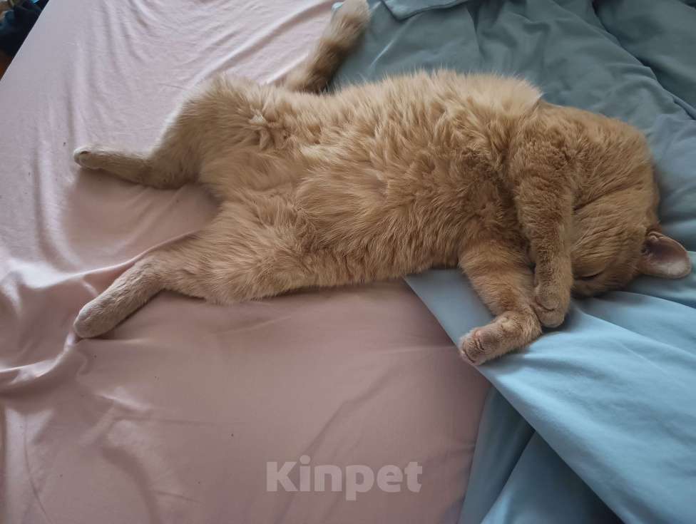 Кошки в Новосибирске: отдам в добрые руки Мальчик, Бесплатно - фото 7