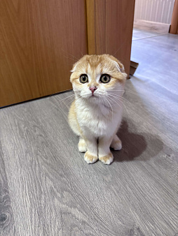 Шотландская вислоухая кошечка