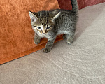 Кошки в Липецке: Котенок Мальчик, Бесплатно - фото 2
