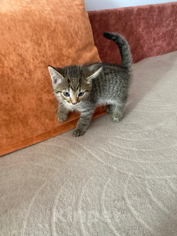 Кошки в Липецке: Котенок Мальчик, Бесплатно - фото 2