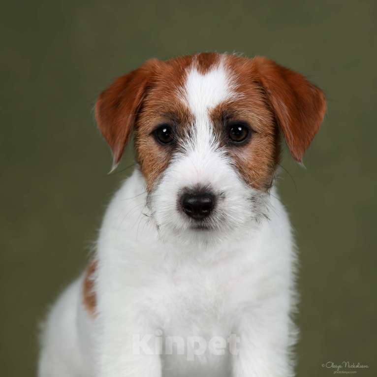 Собаки в Санкт-Петербурге: Марлекс Солар Найк  Мальчик, 80 000 руб. - фото 5