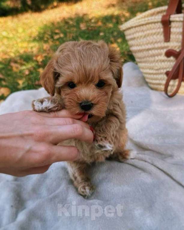 Собаки в Волгограде: Мальтипу F1, щенок Мальчик, 180 000 руб. - фото 3