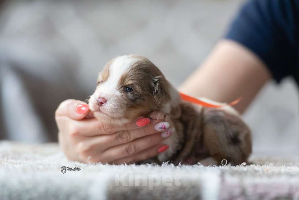 Собаки в Москве: Миниатюрная американская овчарка (мини-аусси) Девочка, 250 000 руб. - фото 3