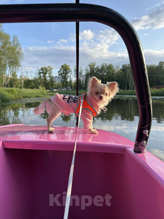 Собаки в Москве: Мини чихуахуа на вязку Мальчик, Бесплатно - фото 7