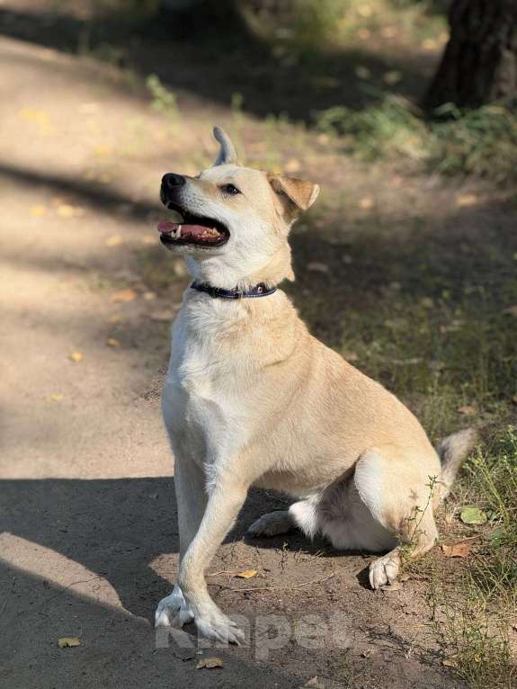 Собаки в Москве: Лунтик щенок с кривой лапкой Мальчик, Бесплатно - фото 10