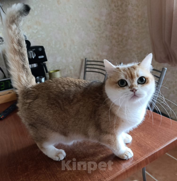 Кошки в Санкт-Петербурге: Золотая британочка Девочка, 100 руб. - фото 4