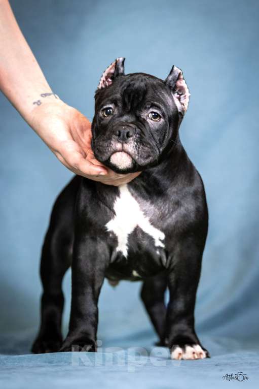 Собаки в Видном: Американский булли, мальчик Буч Мальчик, Бесплатно - фото 3