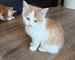 Кошки в Рязани: Охотник в добрые руки Мальчик, Бесплатно - фото 1