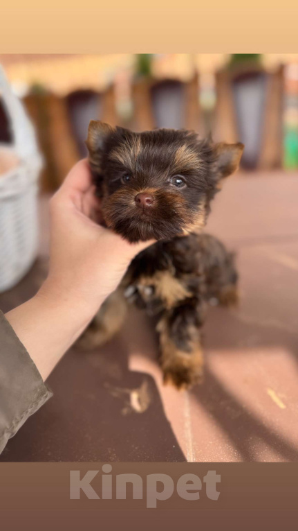 Собаки в Москве: Мальчик Шоколадный Йорк Мальчик, 50 000 руб. - фото 2