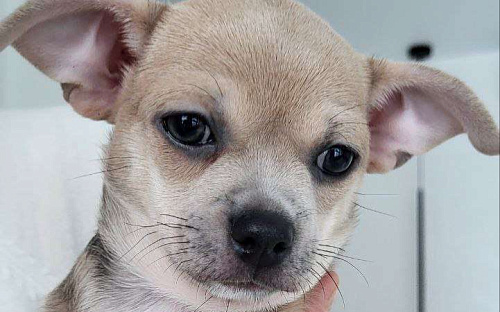 Чихуахуа девочка крупная