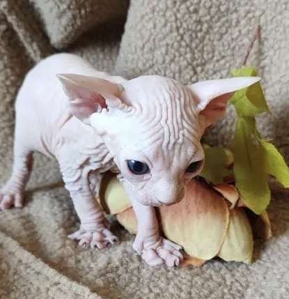 Кошки в Москве: Котёнок канадского сфинкса Мальчик, 35 000 руб. - фото 5