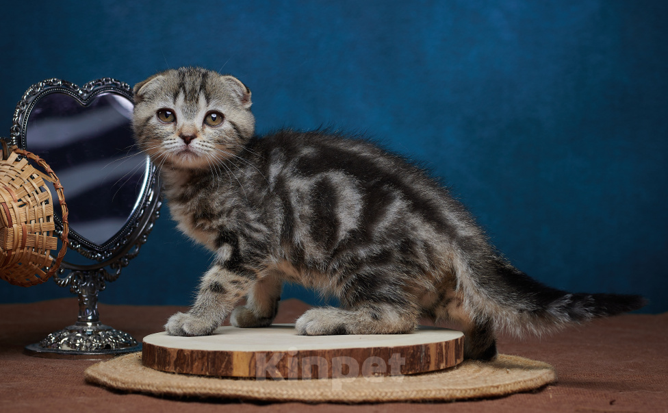 Кошки в Барнауле: Кошечка-фолд Ванда💖 Девочка, Бесплатно - фото 10