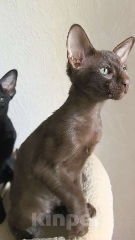 Кошки в Асбесте: Ориентальный котенок шоколадного окраса Мальчик, 50 000 руб. - фото 2
