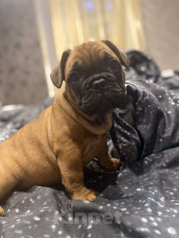 Собаки в Нижнем Новгороде: Щенок французский бульдог  Мальчик, 30 000 руб. - фото 5