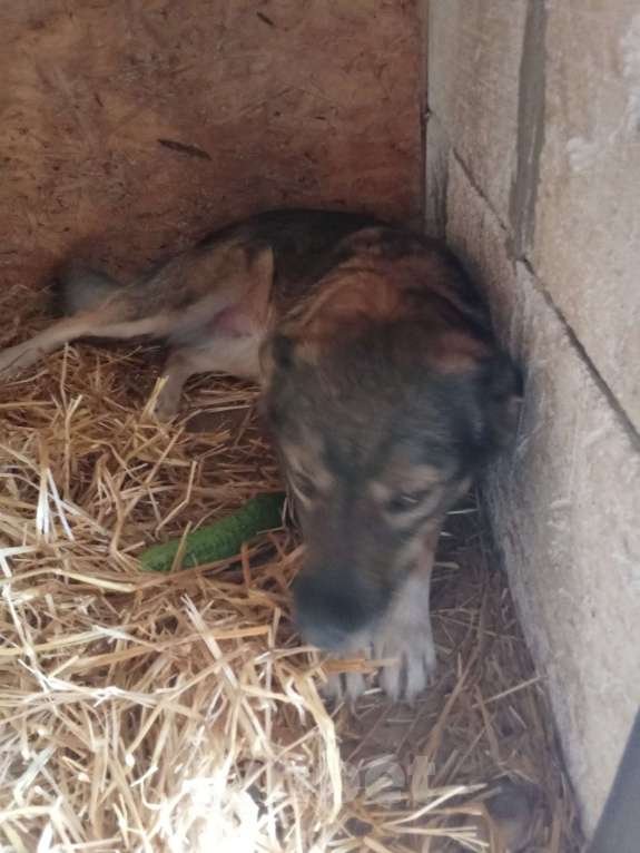 Собаки в Казани: Рокси Девочка, Бесплатно - фото 5