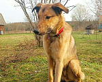 Собаки в Москве: Даня - хорошо воспитанный пёс! Мальчик, Бесплатно - фото 2