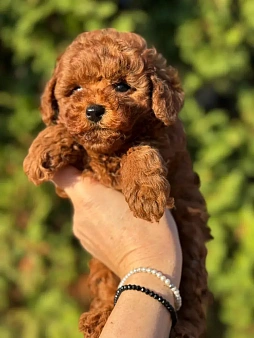 Той-пудель щенки РКФ🐾