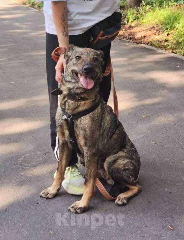 Собаки в Москве: Люди не верят, что эта собака их любит Девочка, Бесплатно - фото 2