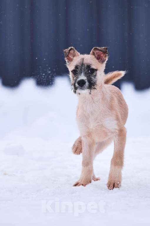 Собаки в Лосином-Петровском: Ханта якутенок из ледяного  подъезда Девочка, Бесплатно - фото 3