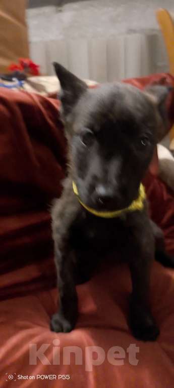 Собаки в Москве: Прекрасные щенки Голландской овчарки Девочка, 80 000 руб. - фото 8