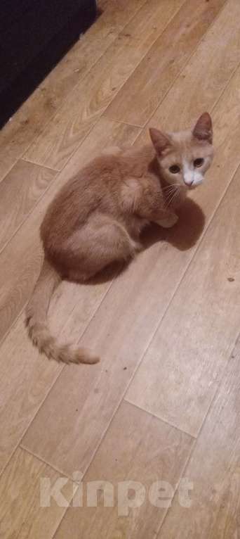 Кошки в Москве: Тёмно-рыжая анатолийская кошечка Девочка, Бесплатно - фото 1