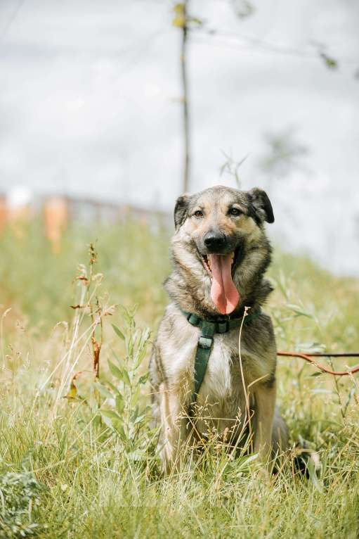 Собаки в Москве: Энергия Солнца и Нежность Шёлка! Девочка, Бесплатно - фото 2