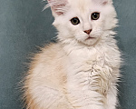 Кошки в Мытищах: Котенок Мейн-кун Мальчик, 50 000 руб. - фото 1
