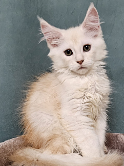 Котенок Мейн-кун