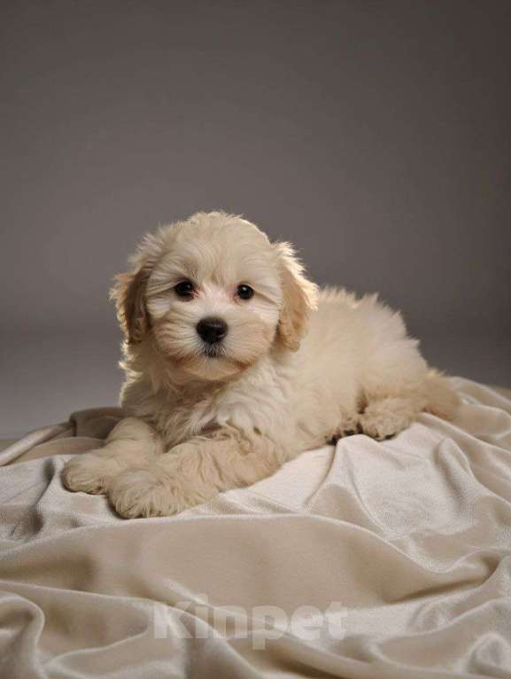 Собаки в Санкт-Петербурге: Мальтипу  мальчик стандарт Мальчик, 75 000 руб. - фото 1