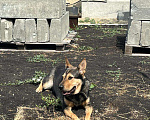 Собаки в Челябинске: Помогите пожалуйста найти собаку  Девочка, 50 руб. - фото 1