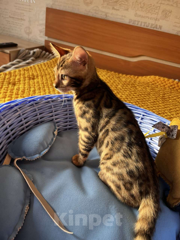 Кошки в Самаре: Бенгальская девочка Veritay Bonita Девочка, 60 000 руб. - фото 2