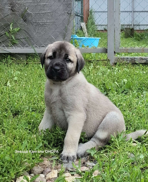 Собаки в других городах Московской области: Щенки кангала от Чемпионов Турции  Мальчик, Бесплатно - фото 3