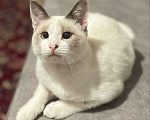 Кошки в Москве: Особенный тайский котенок  Мальчик, Бесплатно - фото 2