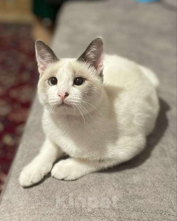 Кошки в Москве: Особенный тайский котенок  Мальчик, Бесплатно - фото 2