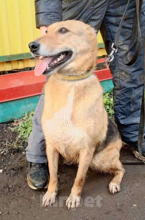 Собаки в Москве: Ласка в поисках дома и любящей семьи Девочка, Бесплатно - фото 4