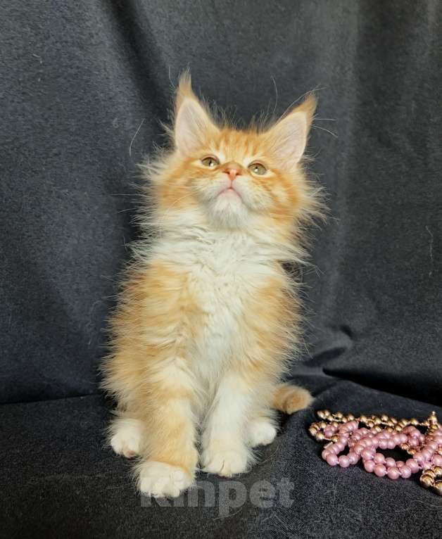 Кошки в Москве: Котенок Мейн-кун Девочка Девочка, 55 000 руб. - фото 2