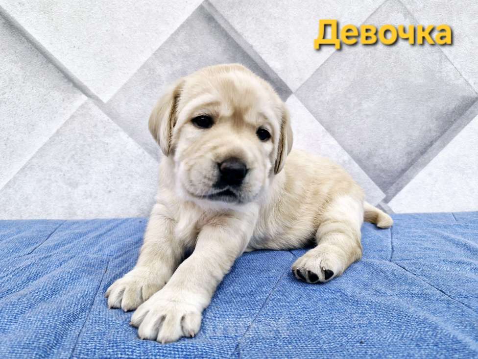 Собаки в Новокузнецке: Щенки Лабрадора РКФ  Девочка, 60 000 руб. - фото 4