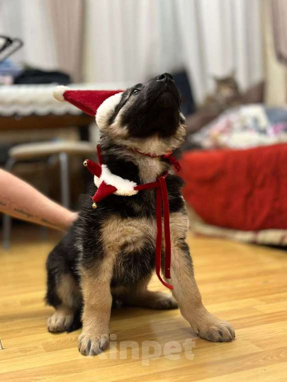 Собаки в других городах Московской области: Щенки Восточно европейской овчарки Девочка, Бесплатно - фото 6