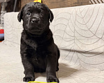 Собаки в других городах Московской области: Черный щенок лабрадора Мальчик, 80 000 руб. - фото 3